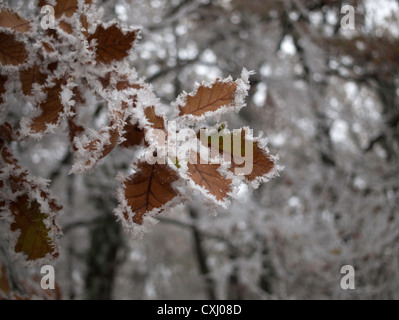 Foglie di quercia congelati in un improvviso a basse temperature Foto Stock