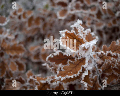 Foglie di quercia congelati in un improvviso a basse temperature Foto Stock