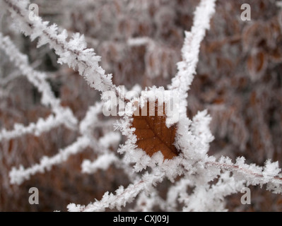 Foglie di quercia congelati in un improvviso a basse temperature Foto Stock