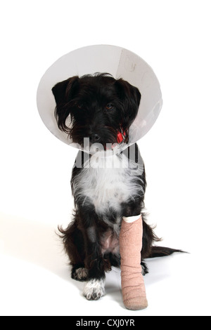 Cagnaccio (cane barboncino-Jack Russel cross) con gamba bendato e Elizabethan collare. Foto Stock