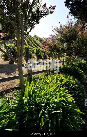 Famiglia Benziger Winery, sopra San Francisco Foto Stock