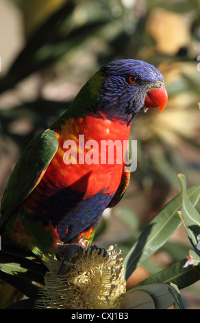 Rainbow lorikeet, trichoglossus haemotadus, singela adulto appollaiato su un albero banksia Foto Stock