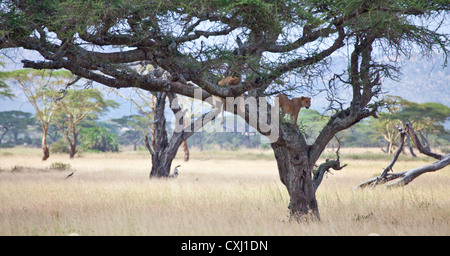 Tree Climbing Lions in riposo gli alberi di acacia, Serengeti National Park, Tanzania. Foto Stock