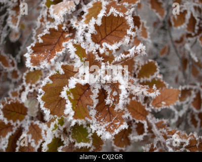 Foglie di quercia congelati in un improvviso a basse temperature Foto Stock