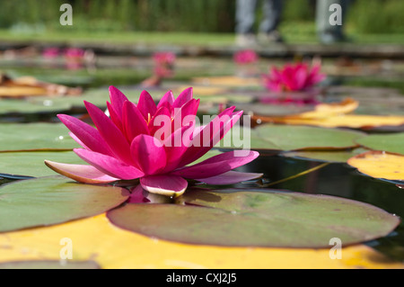 Red acqua giglio Nymphaea atropurpurea Foto Stock