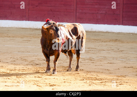 La corrida in Spagna. 21 luglio 2012, La Linea de la Concepcion, Spagna. Foto Stock