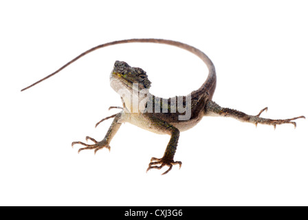 Lucertola animale albero cinese dragon isolato Foto Stock