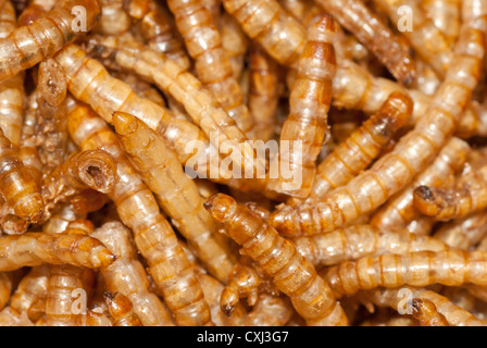 Farina gialla worm Foto Stock