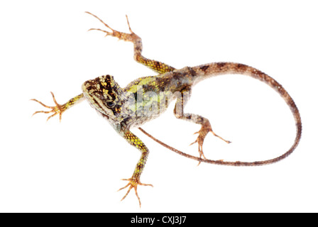 Lucertola animale albero cinese dragon Foto Stock