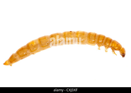 Farina gialla worm Foto Stock