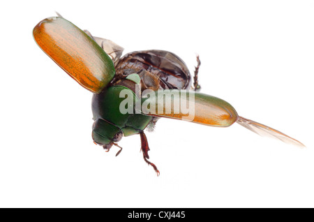 Insetti volanti scarabeo scarabeo isolato Foto Stock