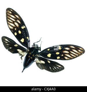 Cicala insetto bug isolato su bianco Foto Stock