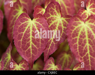 Epimedium foglie in primavera, Scozia Foto Stock