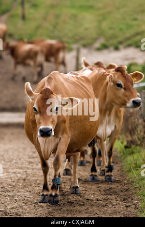 Il pedigree di vacche Jersey su Dairy Farm, frensham, surrey, Regno Unito. Foto Stock