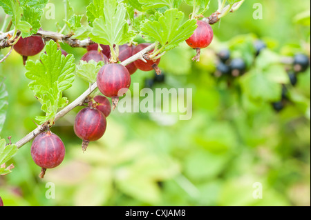 Uva spina impianto in giardino con frutti pendenti da rami Foto Stock