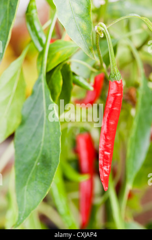 Organici di peperoncino pianta con frutti maturi Foto Stock