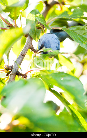 Frutteto con ingrandimento di una susina bullace crescente in una struttura ad albero Foto Stock