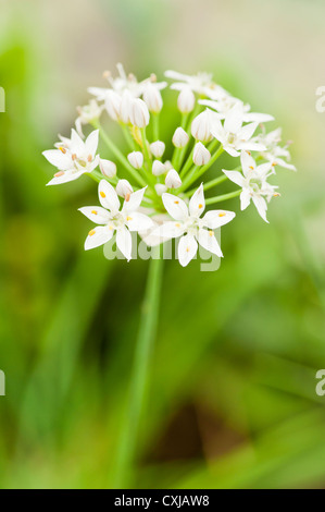 Primo piano della fioritura di aglio erba cipollina Foto Stock