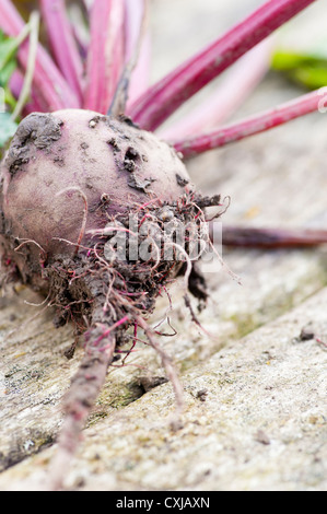 Primo piano della terra freschi barbabietole giacente sul tavolo di legno in un giardino Foto Stock