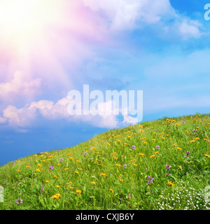 Fiori selvatici in un prato. Le colline sono coperte con erba verde, margherite e fiori blu sotto la luce diretta del sole. contro il cielo blu Foto Stock