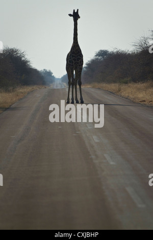 Una giraffa si alza in mezzo alla strada e presso il Parco Nazionale di Etosha, in Namibia, Africa. Foto Stock