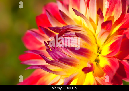 Dettaglio di un ibrido dahlia fiore nel giardino estivo. Profondità di campo. Foto Stock