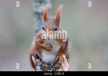 Scoiattolo rosso Foto Stock