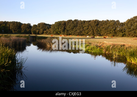 Acqua di Sudbury prati all'alba Sudbury Suffolk in Inghilterra Foto Stock