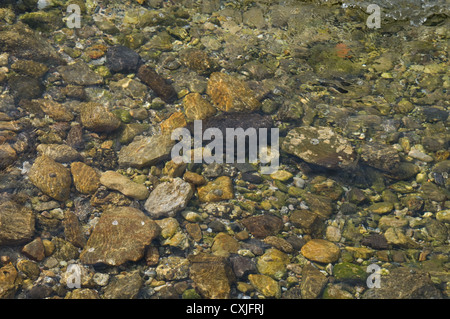 Rocce di mostrare i loro colori mentre sotto le chiare acque del golfo di St Tropaz Foto Stock