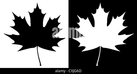 Doppia Foglia di acero silhouette su uno sfondo di contrasto. EPS10 illustrazione vettoriale. Foto Stock