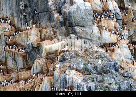 Giovane maschio orso polare è in appoggio e di caccia di nidificazione di uccelli marini sulla scogliera rocciosa di Coburg Island, NW passaggio, Nunavut, Canada Artico. Foto Stock