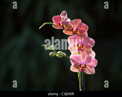 Un ibrido Phalaenopsis Moth Orchid colorato di rosa e giallo Foto Stock