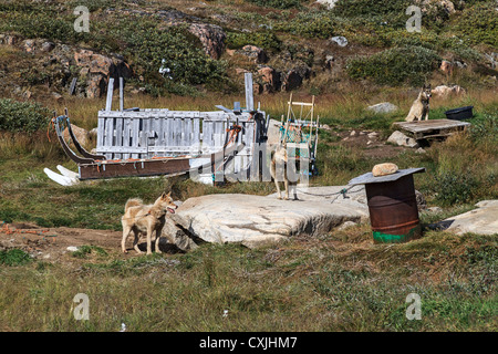 Slitte trainate da cani sedersi da loro cucce ad Ilulissat. Foto Stock