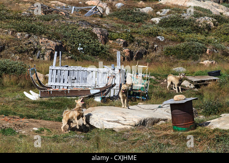 Slitte trainate da cani sedersi da loro cucce ad Ilulissat. Foto Stock