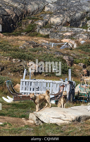 Slitte trainate da cani sedersi da loro cucce ad Ilulissat. Foto Stock