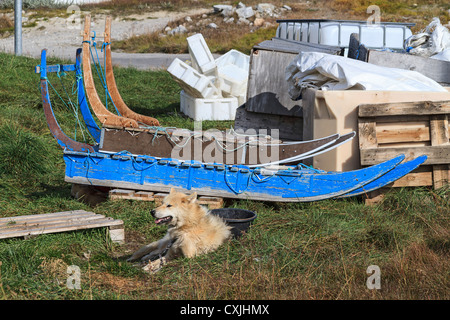 Slitte trainate da cani sedersi da loro cucce ad Ilulissat. Foto Stock