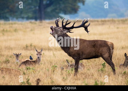 Cervo rosso cervo (Cervus elaphus) cervo ruggito al cervo, Richmond Park, in autunno, Regno Unito Foto Stock