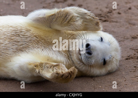 Guarnizione grigio (Halichoerus grypus) pup giocando, Donna Nook, REGNO UNITO Foto Stock