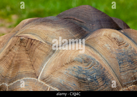 Tartaruga gigante di Aldabra (Geochelone gigantea) shell close up Foto Stock