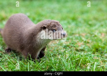 Lontra eurasiatica (Lutra lutra) pup Foto Stock
