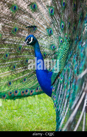 Indian Peafowl peacock (Pavo cristatus) visualizzazione Foto Stock