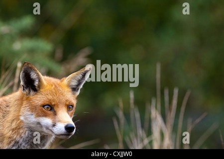 Red Fox (Vulpes vulpes vulpes) ritratto, UK close up, viso e testa, spazio di copia Foto Stock