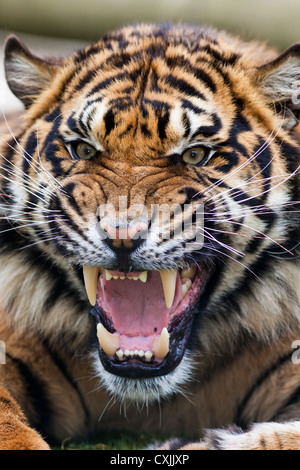 Tigre che ringhia Foto Stock