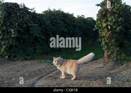 Gatto nella vigna Foto Stock