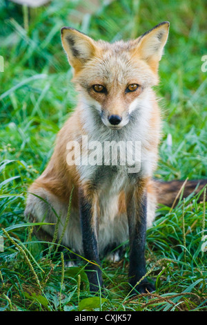 Red Fox (Vulpes vulpes vulpes) ritratto Foto Stock