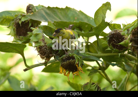 Cardellino alimentazione su girasoli nel Midwest. Chicago, IL Foto Stock