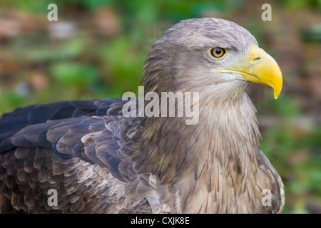 White Tailed Sea Eagle (Haliaeetus albicilla) ritratto Foto Stock
