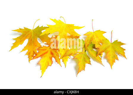 Autunno Maple Leafs isolato su un bianco Foto Stock