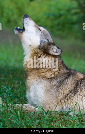 Lupo (Canis lupus) Indiana, STATI UNITI D'AMERICA Foto Stock