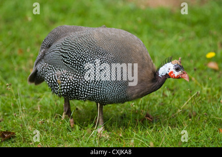 Helmeted Faraone (Numida meleagris) alimentazione Foto Stock